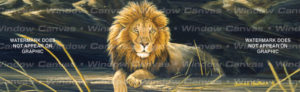 African Lion